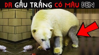 85+ Kiến Thức Ngẫu Nhiên Về Thế Giới Trường Học Không Được Phép Dạy Bạn | 100 Facts Gói Lại #19