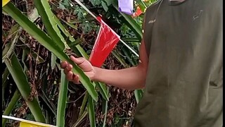 #fyp