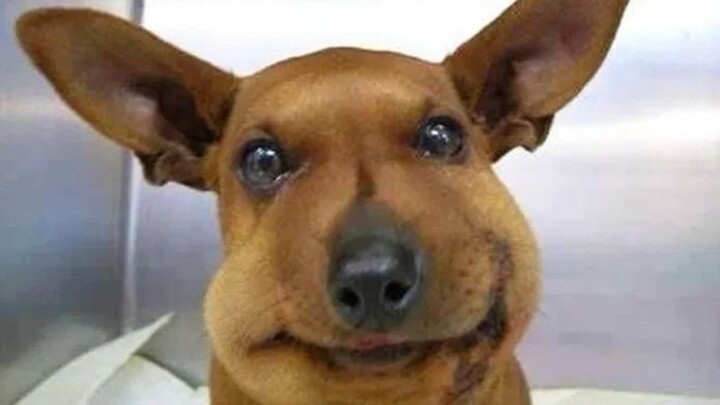 บรรดาเจ้าตูบ เหยื่อที่โดนผึ้งต่อย