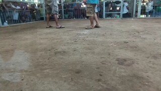 one day 4wins 3rd fight 🐓