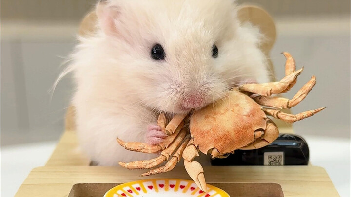 วันที่ 55 ของชูชูอีตคอม! ดื่มด่ำไปกับการแทะปูแบบสุดฟิน!