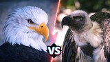 ĐẠI BÀNG VS KỀN KỀN | Con Nào Sẽ Thắng và Mạnh Nhất Loài Chim - HKP