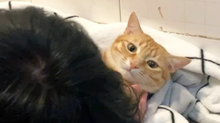 Now you know the difference between cats and pigs, right?