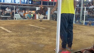 2 Hits Champion @ New Bato Cockpit Arena