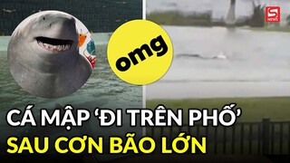 Kinh hoàng cá mập ‘đi trên đường phố’ do bão Ian