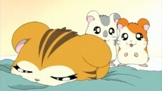 Hamtaro Episode 14 The Search for Sandy's Brother