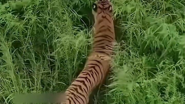 Mengapa orang zaman dahulu menyebut harimau sebagai “dachong”?