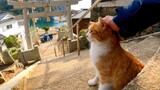 [Hewan]Kucing Imut yang Mengikutiku Terus
