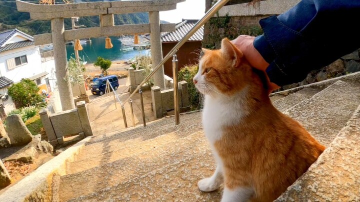 This orange cat is following me, so we are having fun