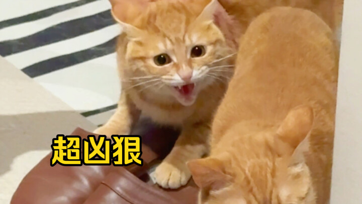 ห้ามรังแกแม่ฉัน!