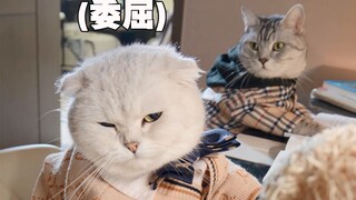 【Iron Head A Biao】The Secret of Kitten Learning