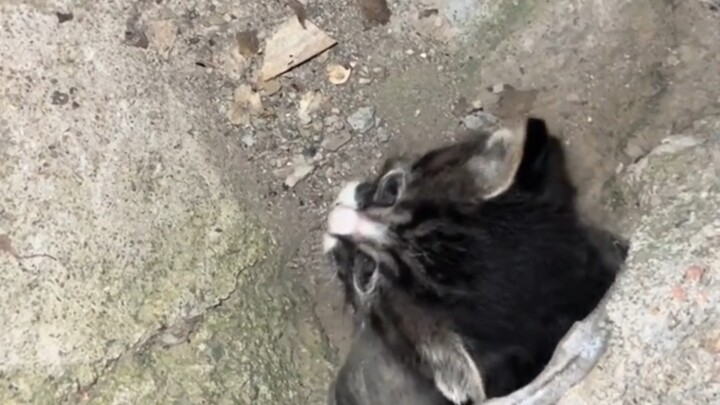 About how I hauled a bunch of kittens out of the sewer