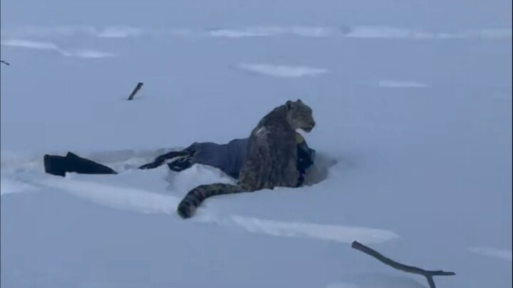 Video đầy đủ: Du khách “bá đạo” bất ngờ xuống xe để sờ báo tuyết, cuối cùng bị cắn đến nát bét thịt 