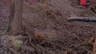 Semoga semua orang aman di bawah kebakaran hutan