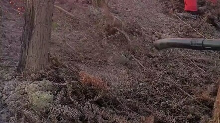 أتمنى السلامة للجميع تحت حرائق الغابات