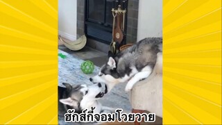 สัตว์เลี้ยงเพื่อนขนปุย : ฮักส์กี้จอมโวยวาย