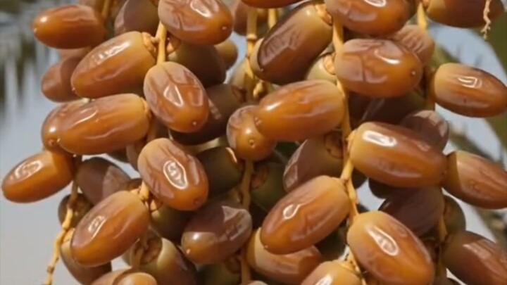 🌴 From Tiny Seed to Sweet Dates! 😱 | Khajoor Life Cycle #shorts