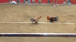 bulik,hindi na nag sugat.