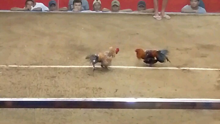 bulik,hindi na nag sugat.