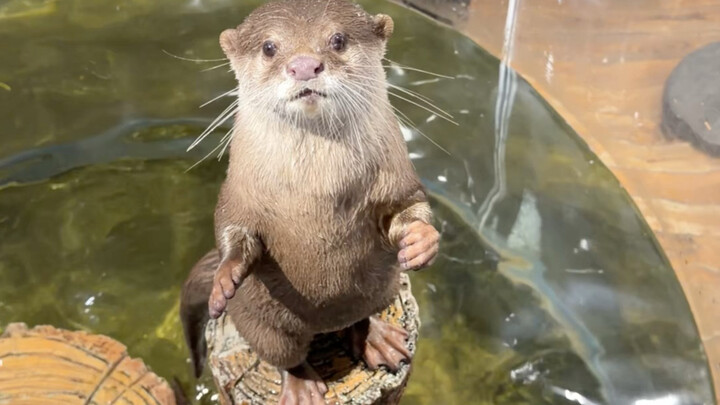 แนะนำโดยเพื่อนท้องถิ่นเมืองฉางซา! สวนสัตว์ห้ามพลาดสำหรับคนมาเที่ยว!