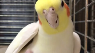 They say yellow mutation cockatiels are dumb, but this one has actually learned a new tune!