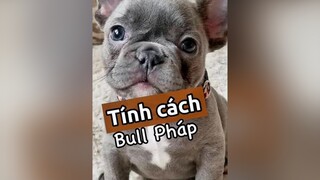 Tính cách Bull Pháp nhaaa! thucungvuinhon thucungdethuong thucungdethuong pet thucung chó nuoidaythucung chó_cưng #
