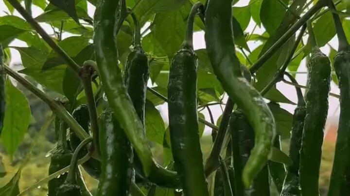 Agro life in Malaysia #reelsvideoシ #newsupdates #agriculture #followers #malaysia #everyone #farming