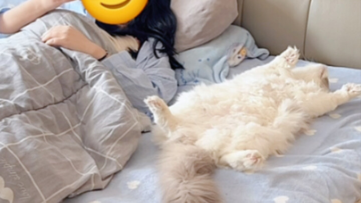 แมวดูเหมือนจะตายมาหลายวันแล้ว ที่แท้ก็แค่ตอนที่ฉันพลิกตัว…