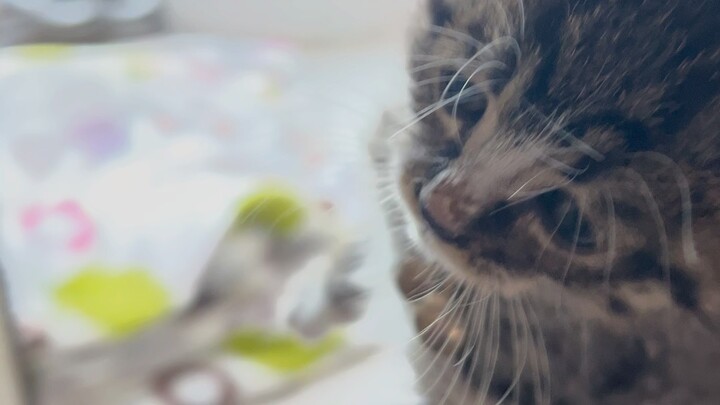 Hari ke-17 mengadopsi kucing calico