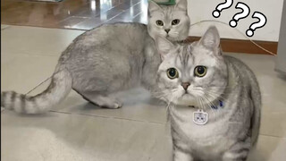 The male cat saw the female cat for the first time and his smile was amazing...