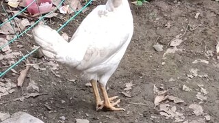 chicken