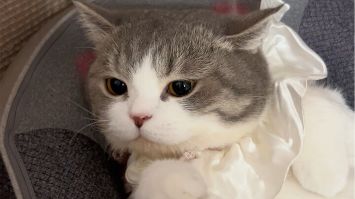 Keluar rumah lupa matikan alat pijat, pas pulang lihat dia tampak menikmati banget sampai kayak mau 