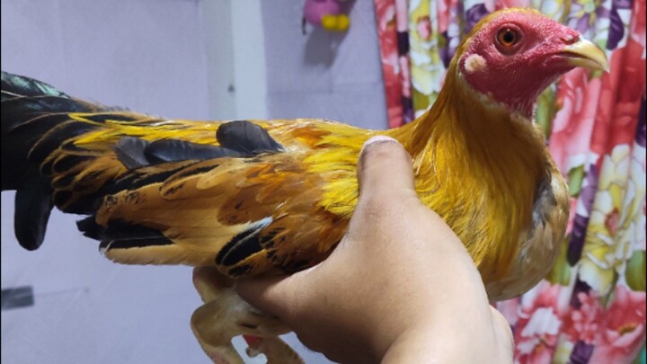 2nd fight Win π ( Ksca bantam derby )