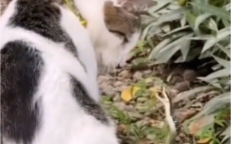 Cat: Ouch! That was so fast!