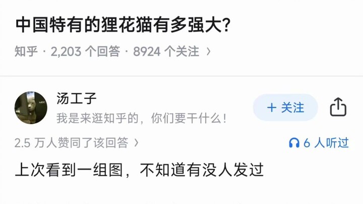 ما مدى قوة قط الزباد الصيني الفريد؟