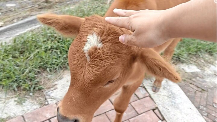 Messing with Niuniu! Messing with Niuniu! … (repeated 16 times)