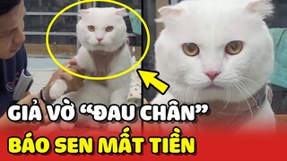 Hoàng Thượng GIẢ ĐAU CHÂN báo hại Sen MẤT TIỀN đưa đi thú y 😂 | Yêu Lu