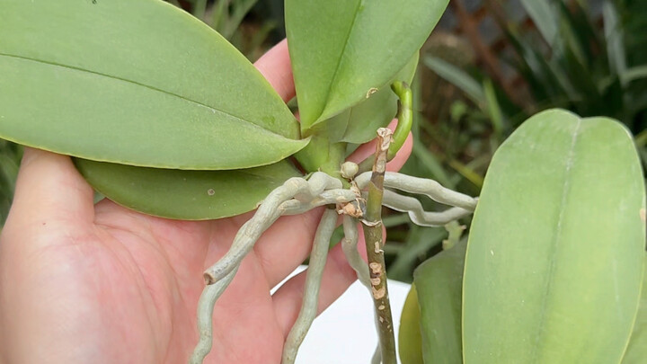 Chỉ vài bước đơn giản, một chậu lan hồ điệp thành nhiều chậu