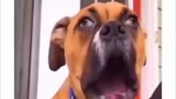 funny dogs, I can't stop laughing