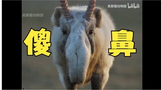 【沐霂】粉丝推荐视频，本以为是黑屁自己，结果开幕雷击“傻鼻”🤬给大伙都干懵了😅树脂烂完了！