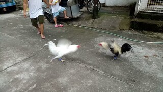 Whitejackets pure broodfowls. paminta and ag880 kidlat blend