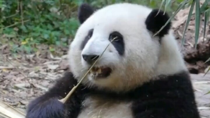 Evidence That Pandas Can Understand Chinese