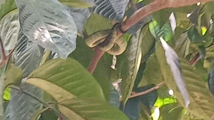 The snake