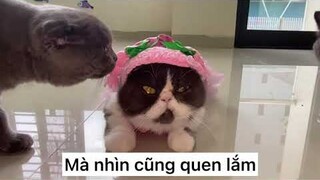 Giáo Sư Bi hôm nay xinh đẹp quá