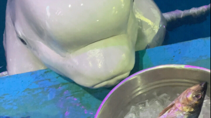 小黑让我说糊涂了