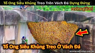 Thu Hoạch Tổ Ong Siêu Khủng Treo Trên Vách Đá Cao Dựng Tóc Gáy || Review Giải Trí Đời Sống