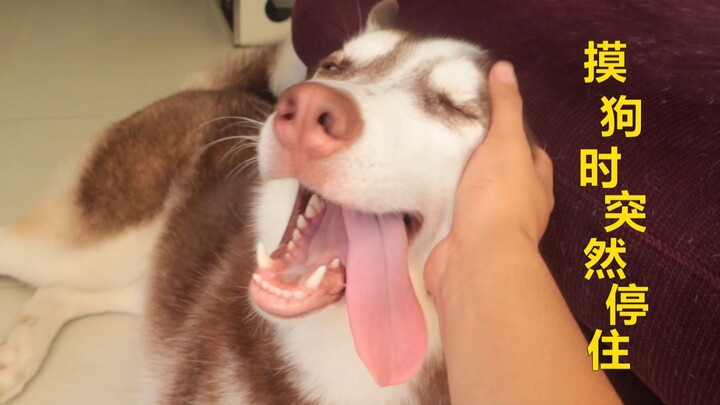 What happens when you suddenly freeze while petting a Husky?