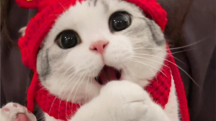 Mặc long bào cho mèo rồi, nhưng sao vẫn thấy có gì đó kỳ kỳ.