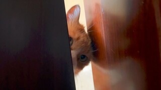 شياو مي: لقد بذلت الكثير من أجل هذا المنزل