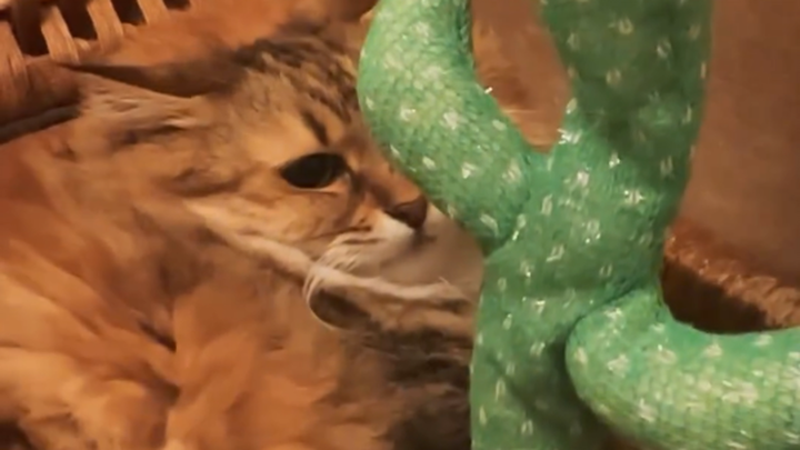 Cat: Take this thing away!